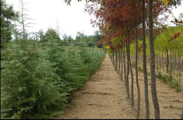 Agricampeggio Madonna Di Pogi Bucine Номер фото