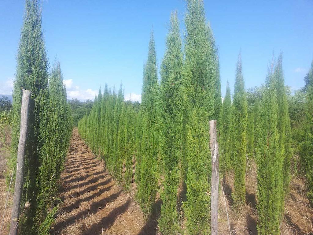 Agricampeggio Madonna Di Pogi Bucine Екстер'єр фото